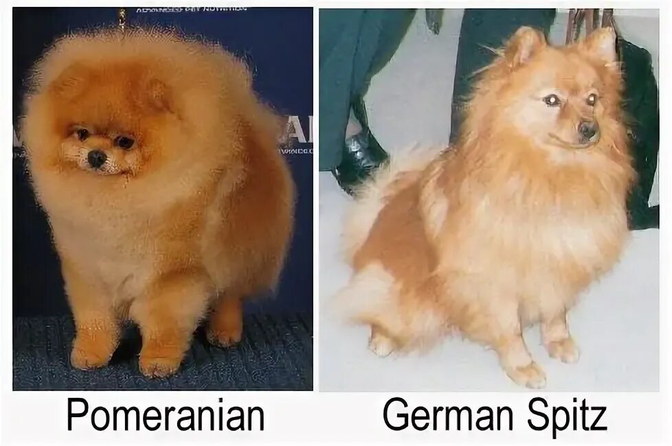 Различие померанского и немецкого шпица фото Differences Between Pomeranians and the German Spitz Pomeranian puppy, Cute pome