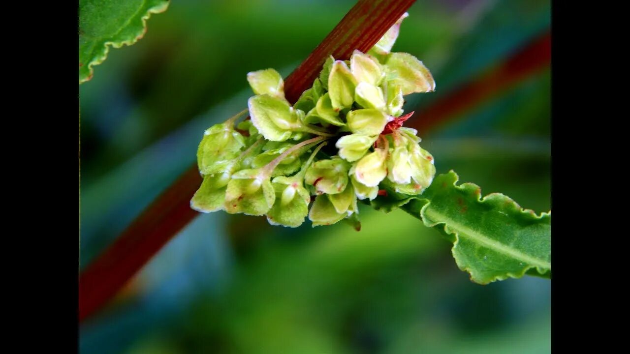 Различие щавель ракушка персик фото Щавель кінський (Rumex confertus) - YouTube