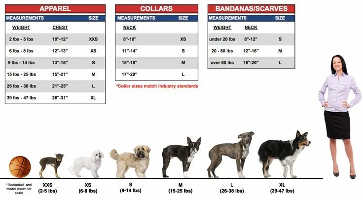 Размер фото собаки the proper size note that the sizes shown in this graphic are for ... Big dog cl