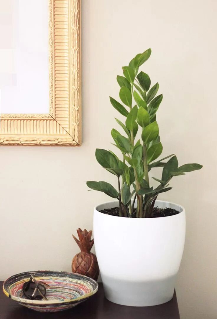 Размер горшка для долларового дерева фото ZZ Plant Zamioculcas zamiifolia - supposed to be an easy to care for plant Ornam