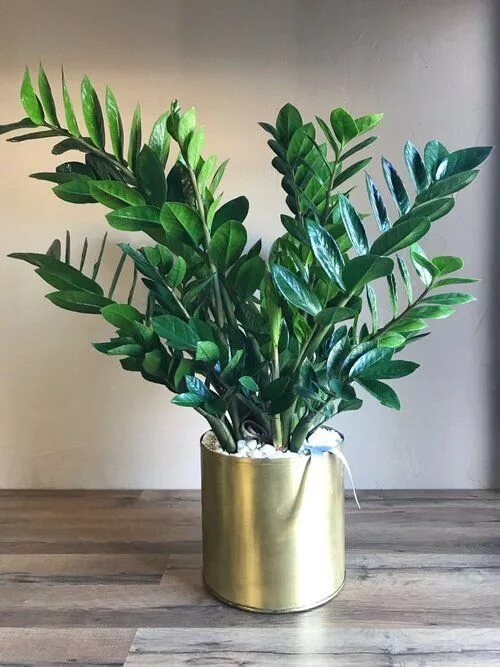 Размер горшка для долларового дерева фото 10 Indoor Plants You Can't Kill Kamerplanten