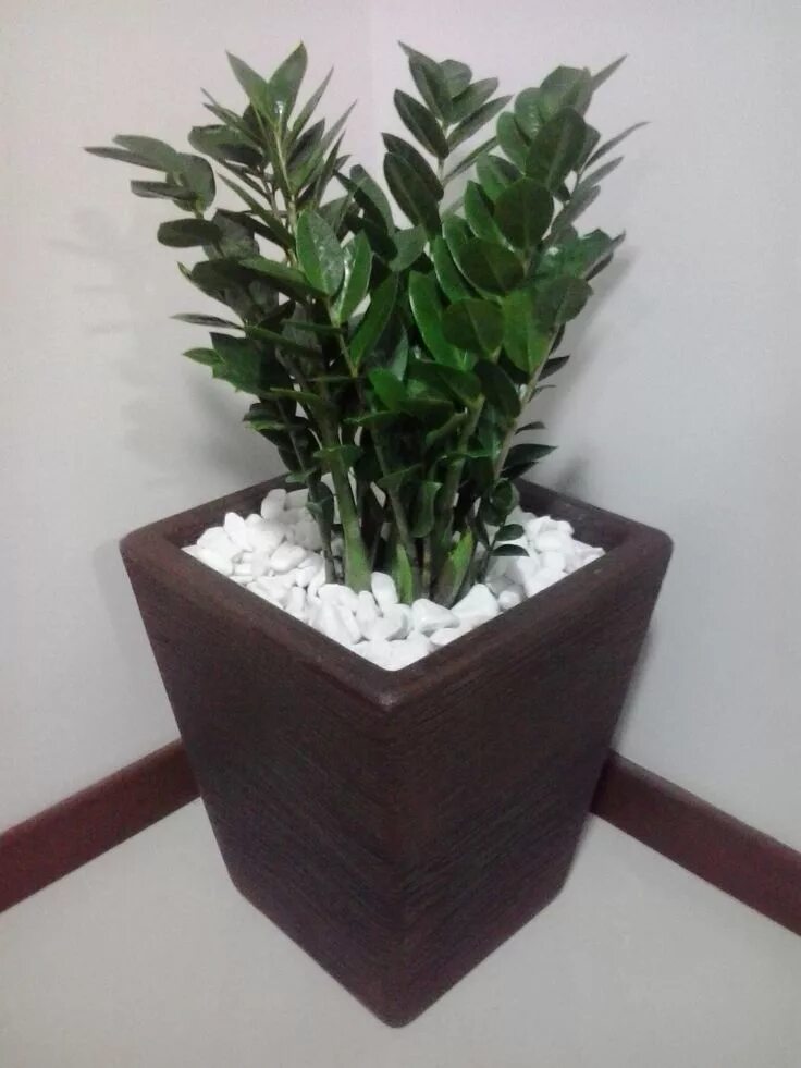 Размер горшка для долларового дерева фото Zamioculcas: surpresa que ganhei de aniversário do marido. Jardinagem e decoraçã