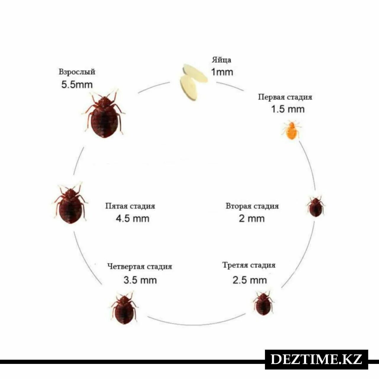 Размер клопа постельного в мм фото Дезинфекция дезинсекция тараканов , Уничтожение клопов! - Ғимараттарды дезинфекц
