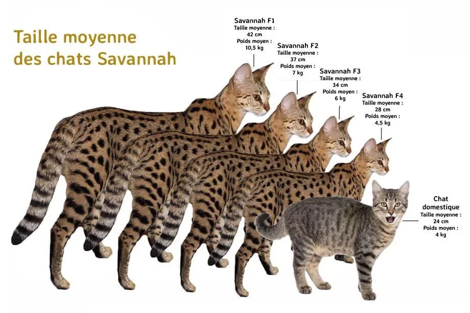 Размер котенка по месяцам фото Savannah Cat - Exotic and Elegant