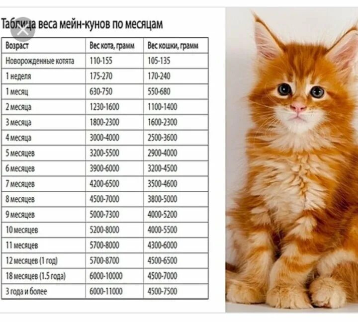 Размер котенка по месяцам фото Картинки СКОЛЬКО ВЕСИТ МЕЙН КУН В 3