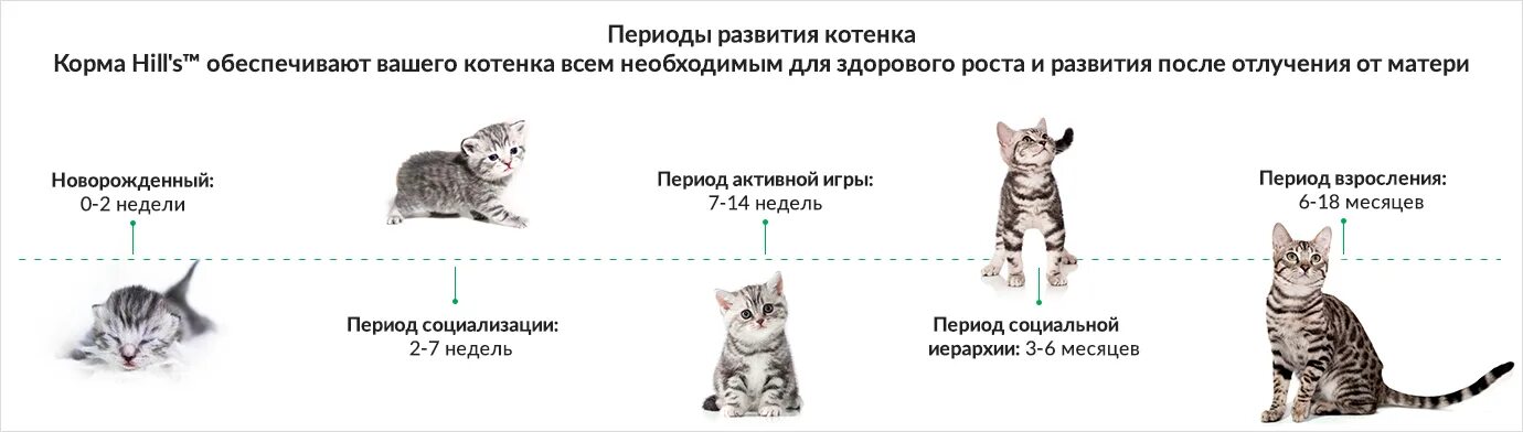 Размер котенка по месяцам фото Картинки СКОЛЬКО ПОМНЯТ КОШКИ