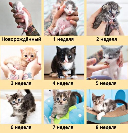 Размер котенка по месяцам фото Как выкормить котёнка