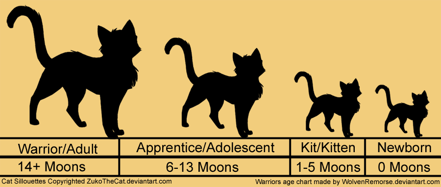 Размер котенка по месяцам фото cat proportions - Google Search Warrior cats books, Warrior cats, Cat ages