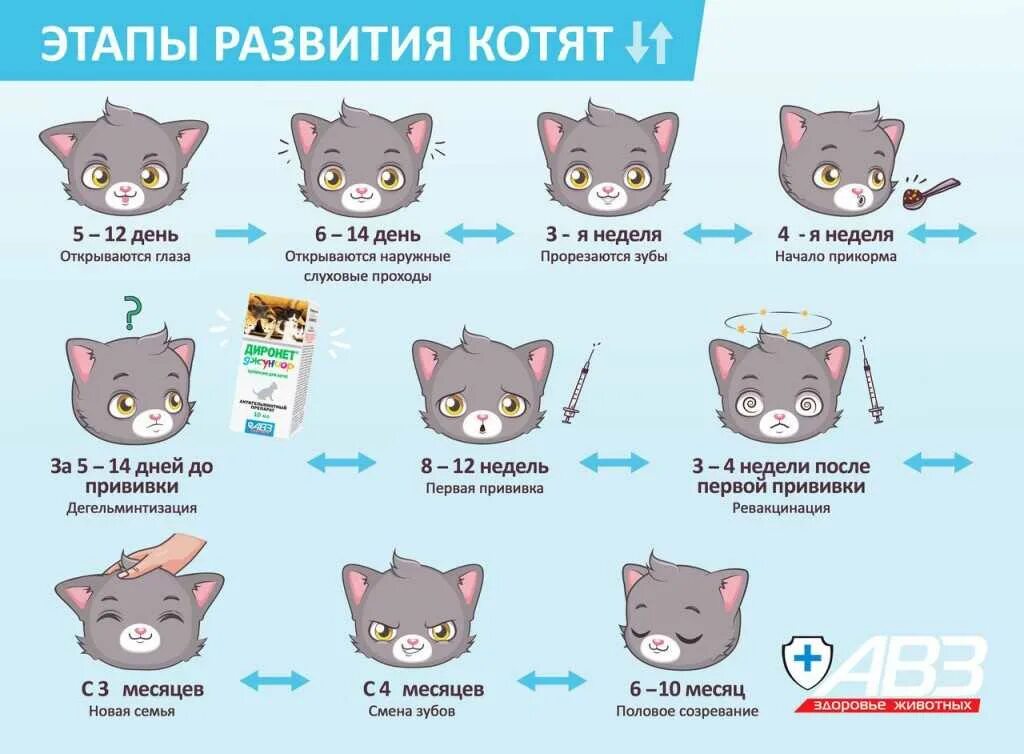 Размер котенка по месяцам фото Картинки ВЗРОСЛЕНИЕ КОТЯТ