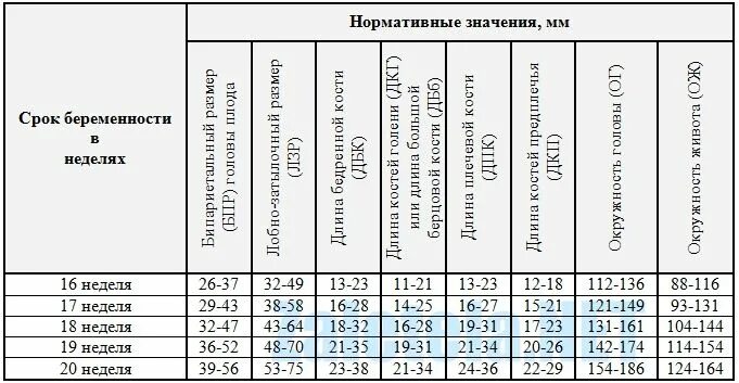 Размер плода 20 недель фото Нормативные размеры плода по УЗИ Узи, Развитие плода, Закладки