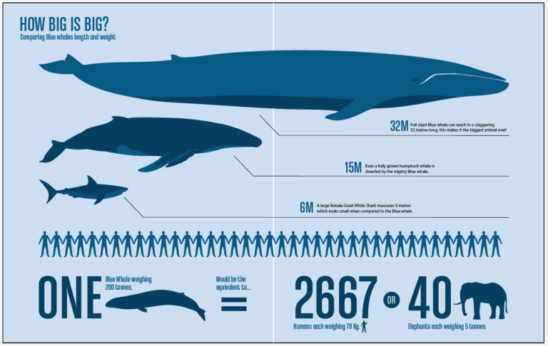 Размер синего кита фото Blue Whales: Characteristics, threats and more, about the biggest creature ever