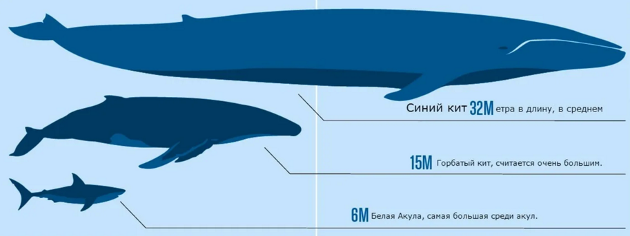 Размер синего кита фото Что будет, если подводная лодка столкнётся с синим китом? Хьюстон, у нас отмена 