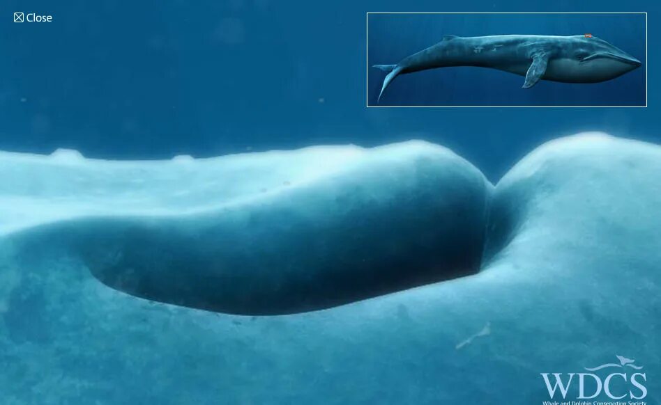 Размер синего кита фото "WDCS Life size Whale" where full size whales can be seen - GIGAZINE