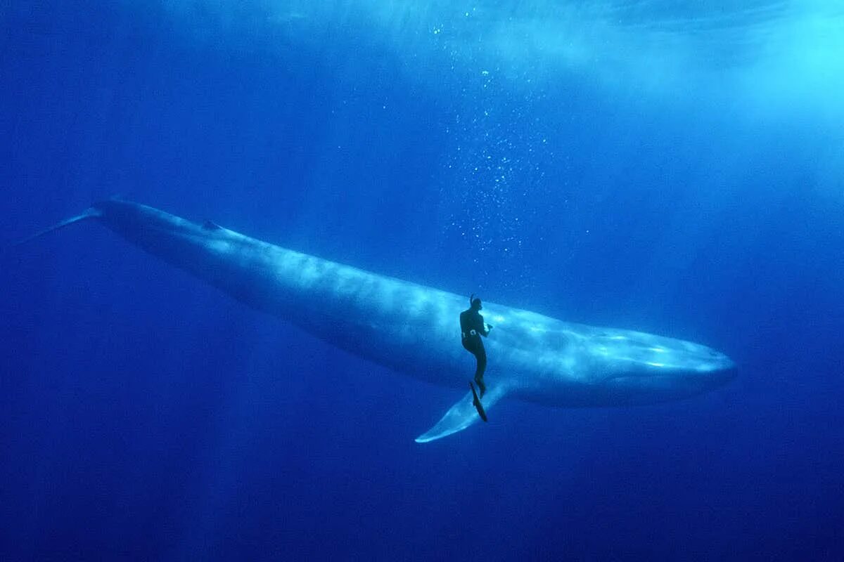 Размер синего кита фото Huge whales may have evolved millions of years earlier than we thought New Scien