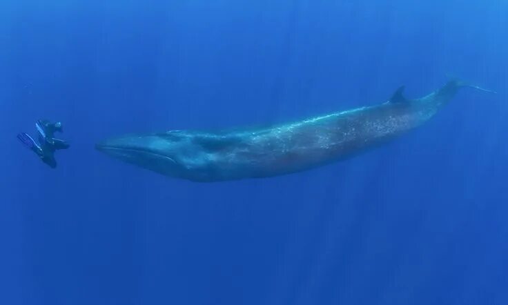 Размер синего кита фото Who will blink first? Stunning moment 50ft whale comes face to face with diver W