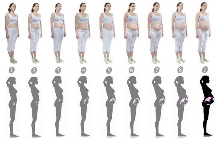 Размер живота по месяцам фото Когда начинает расти живот при беременности: сроки и влияющие факторы