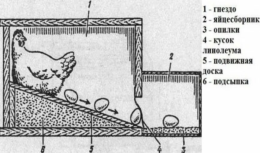 Размеры для яйцесборником своими руками чертежи Как сделать гнездо для кур с яйцесборником своими руками фото - DelaDom.ru