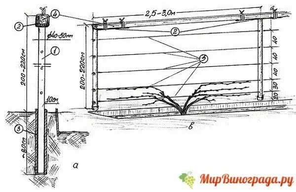 Размеры шпалеры для винограда своими руками чертежи Делаем шпалеру для винограда своими руками - Мир винограда - Сайт для виноградар
