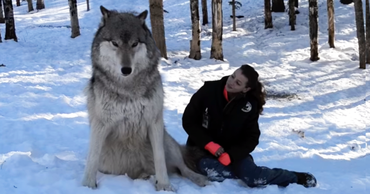 Размеры волка фото Giant Wolf Sits Down Next To This Lady, But Watch The Moment When Their Eyes Mee