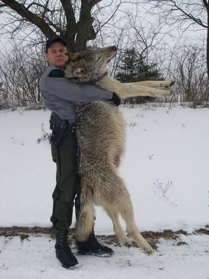 Размеры волка фото Wolf hit by car after falling onto road from snow bank in the U.P. of Michigan l