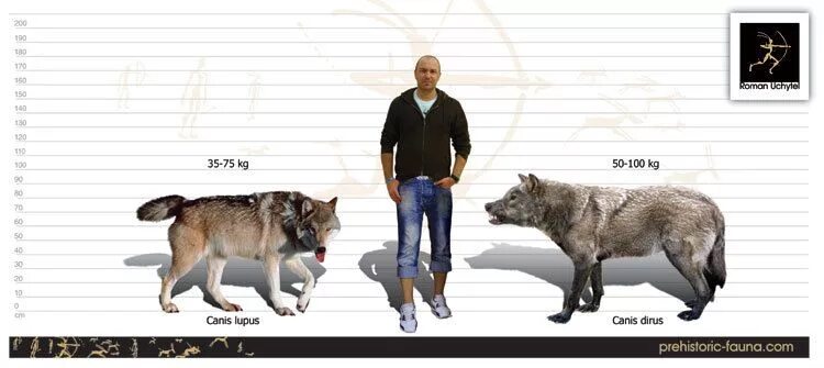 Размеры волка фото The approxomate size comparison between dire wolves (extinct), gray wolves and h