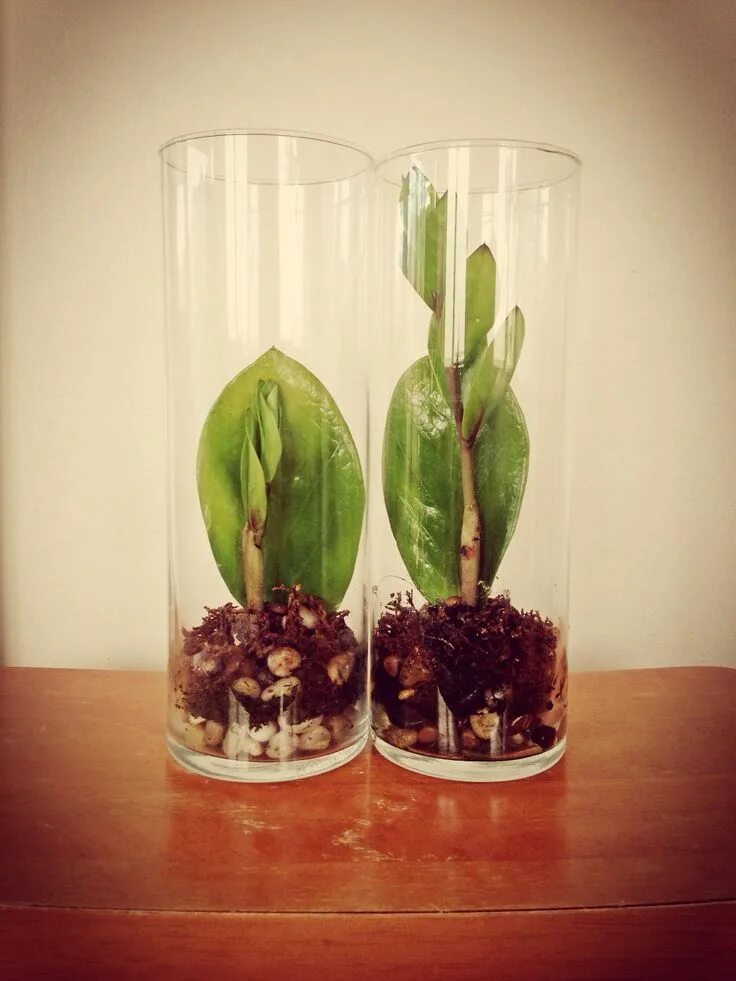 Размножаем замиокулькас листом в воде фото The Zamioculcas zamiifolia pet leaves gave birth House plants indoor, Propagatin