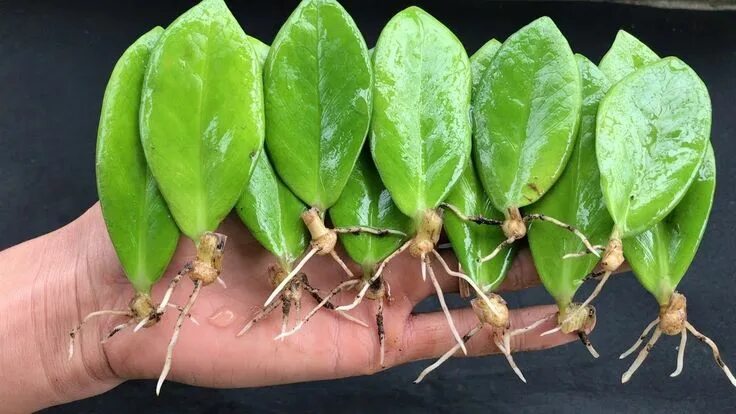 Размножаем замиокулькас листом в воде фото Nhân giống cây kim tiền bằng cành và lá zz plant zamioculcas zamiifo... Propagat