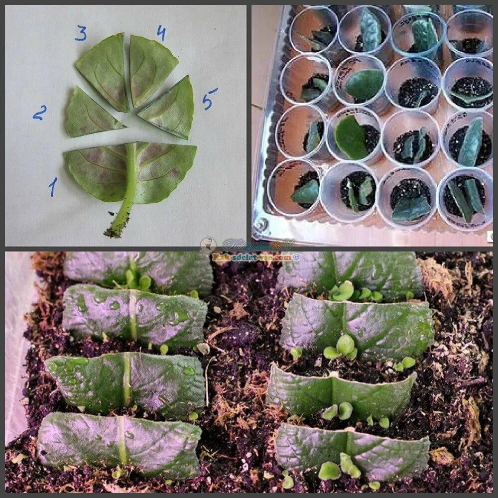 Размножение фиалок листом фото Что делать, если укорененный черенок фиалки долго не дает деток? Наша Дача Дзен