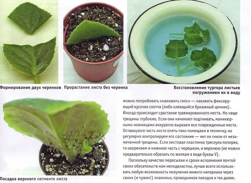 Размножение фиалок листом фото Как размножать фиалку в домашних условиях: укоренение листочка, посадка пошагово