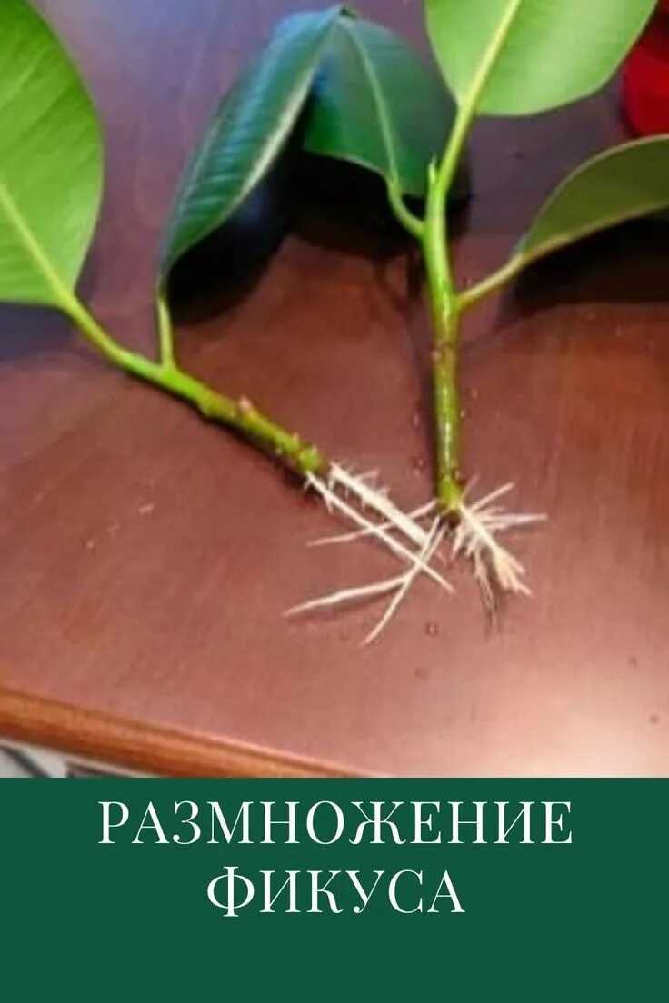 Размножение фикуса черенками фото Фикус Каучуконосный: размножение в домашних условиях Фикус, Фикус каучуконосный,