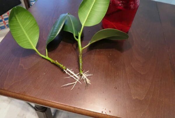 Размножение фикуса фото Размножение фикуса черенками в домашних условиях Ficus, Planting flowers, Plant 