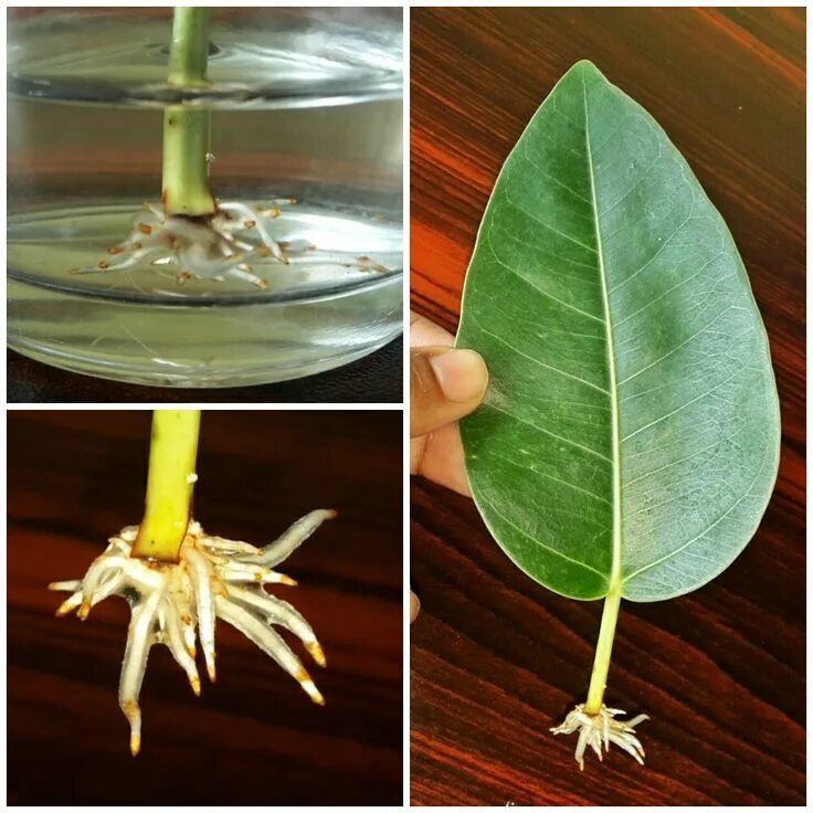 Размножение фикуса фото propagation by leaf cuttings of ficus2 Propagating plants, Ficus, Plant cuttings