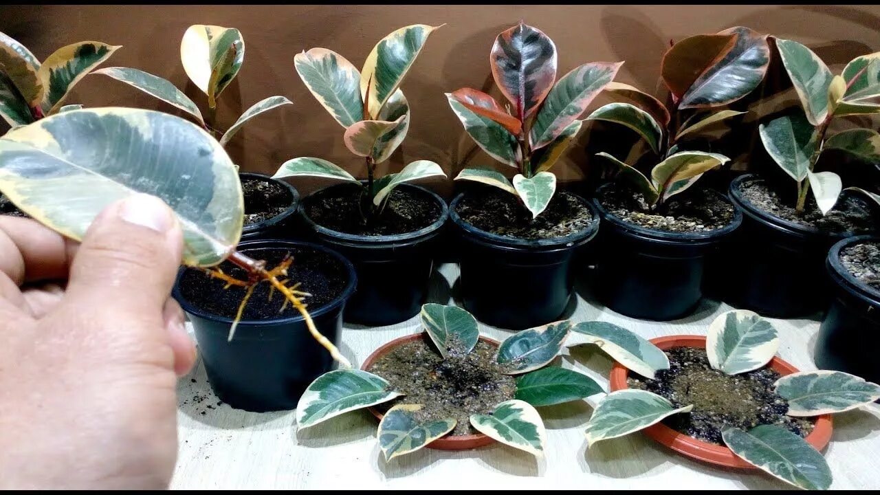 Размножение фикусов в домашних условиях фото How to grow Ficus Elastica from single leaf - YouTube Ficus elastica, Propagatin