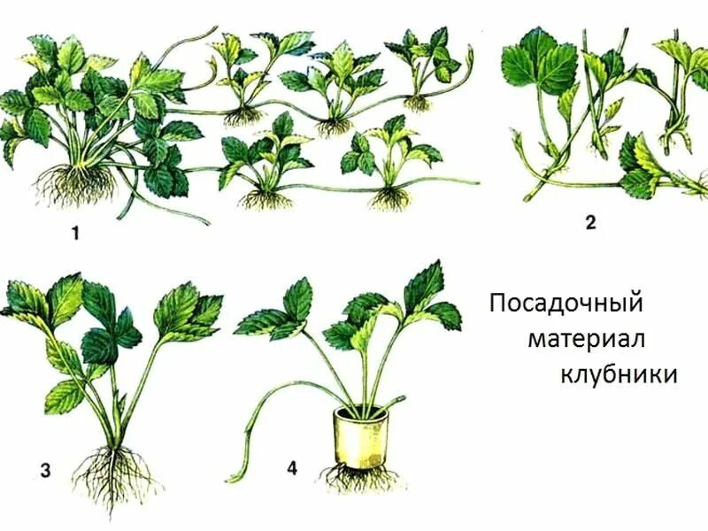 Размножение клубники усами фото посадочный материал клубники Garden art, Plants, Garden