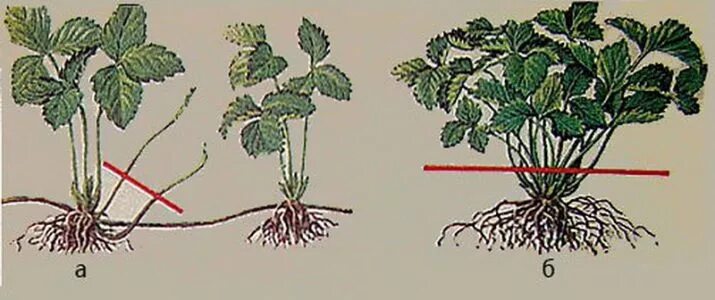 Размножение клубники усами фото Когда цветет клубника усы обрезают: найдено 90 изображений