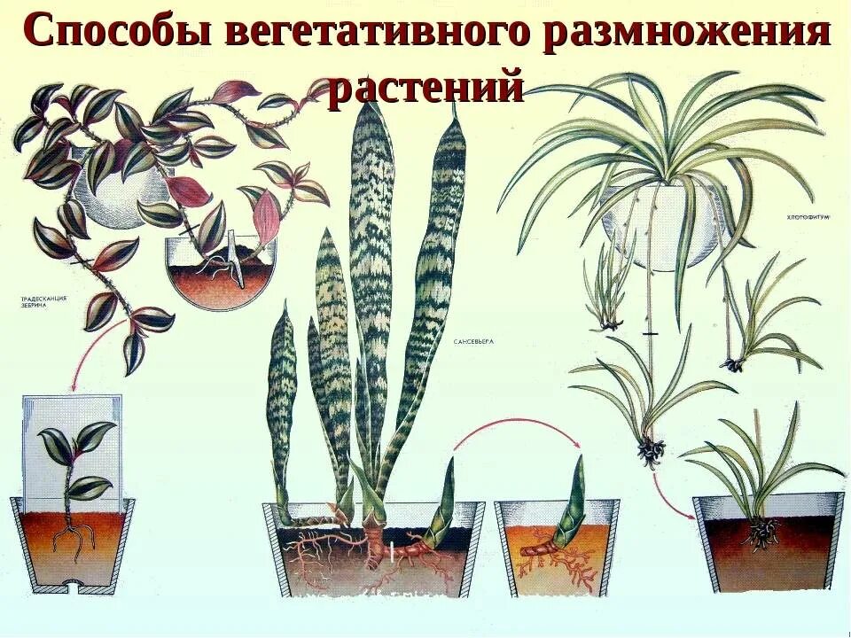 Размножение комнатных растений фото Белопероне в доме: условия по уходу, основные виды цветка и способы размножения