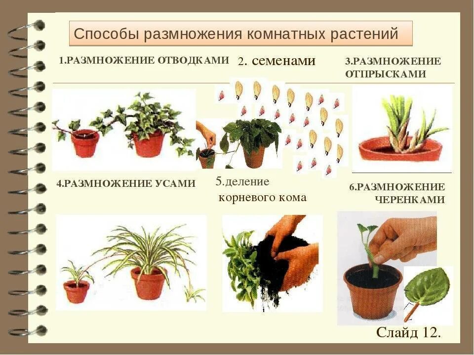 Размножение комнатных растений фото Методы размножения спатифиллума домашнего: семенами, листом, черенками, делением