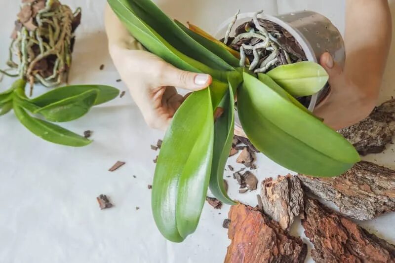 Размножение орхидей в домашних условиях с фото 9 Easy Tips to Turn You from an Orchid Killer to an Orchid Master