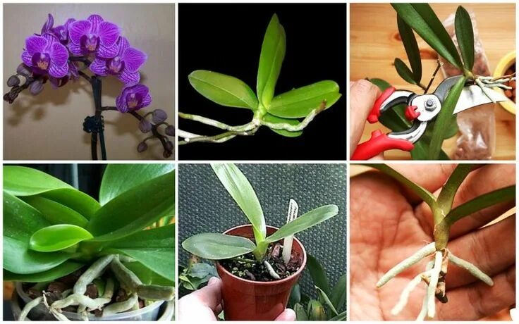 Размножение орхидей в домашних условиях с фото How to Propagate Orchid Easily at Home Growing orchids, Orchid plant care, Orchi