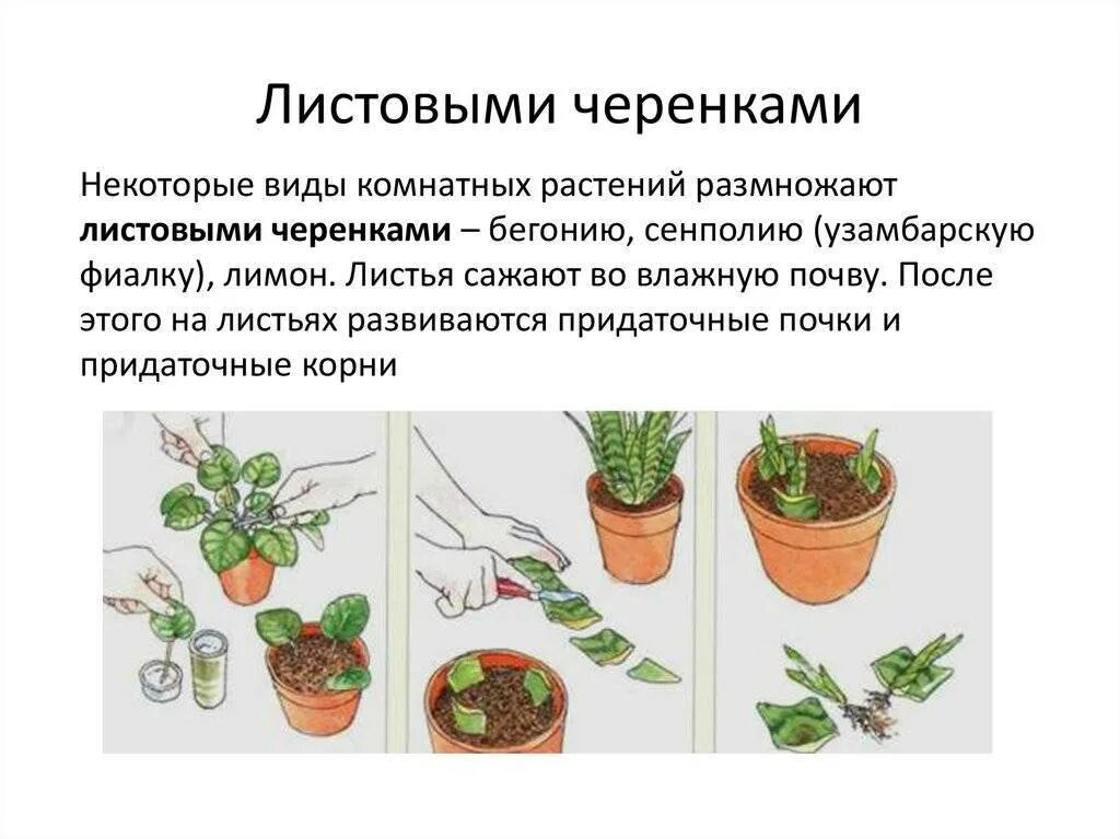 Размножение цветов фото Размножение персика черенками: правила и виды, советы по выбору сроков и уходу