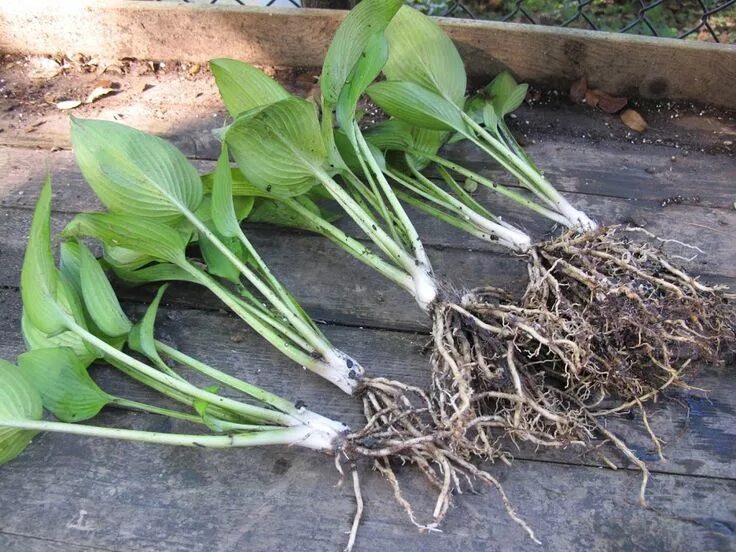 Размножение цветов фото splitting hostas Hosta gardens, Hostas, Garden prepping