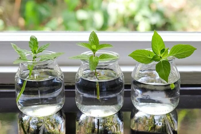 Размножение цветов фото cultiver la menthe conseils comment faire repousser Regrow vegetables, Indoor wa