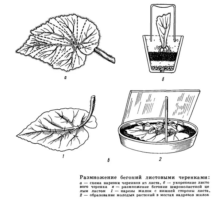 Размножение цветов фото Размножение бегоний листовыми черенками" - изображение из статьи "Размножение ко