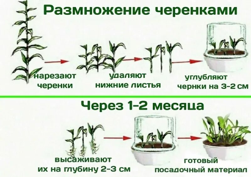 Размножение цветов фото Бугенвиллия в домашних условиях: уход, пересадка, размножение, вредители, виды