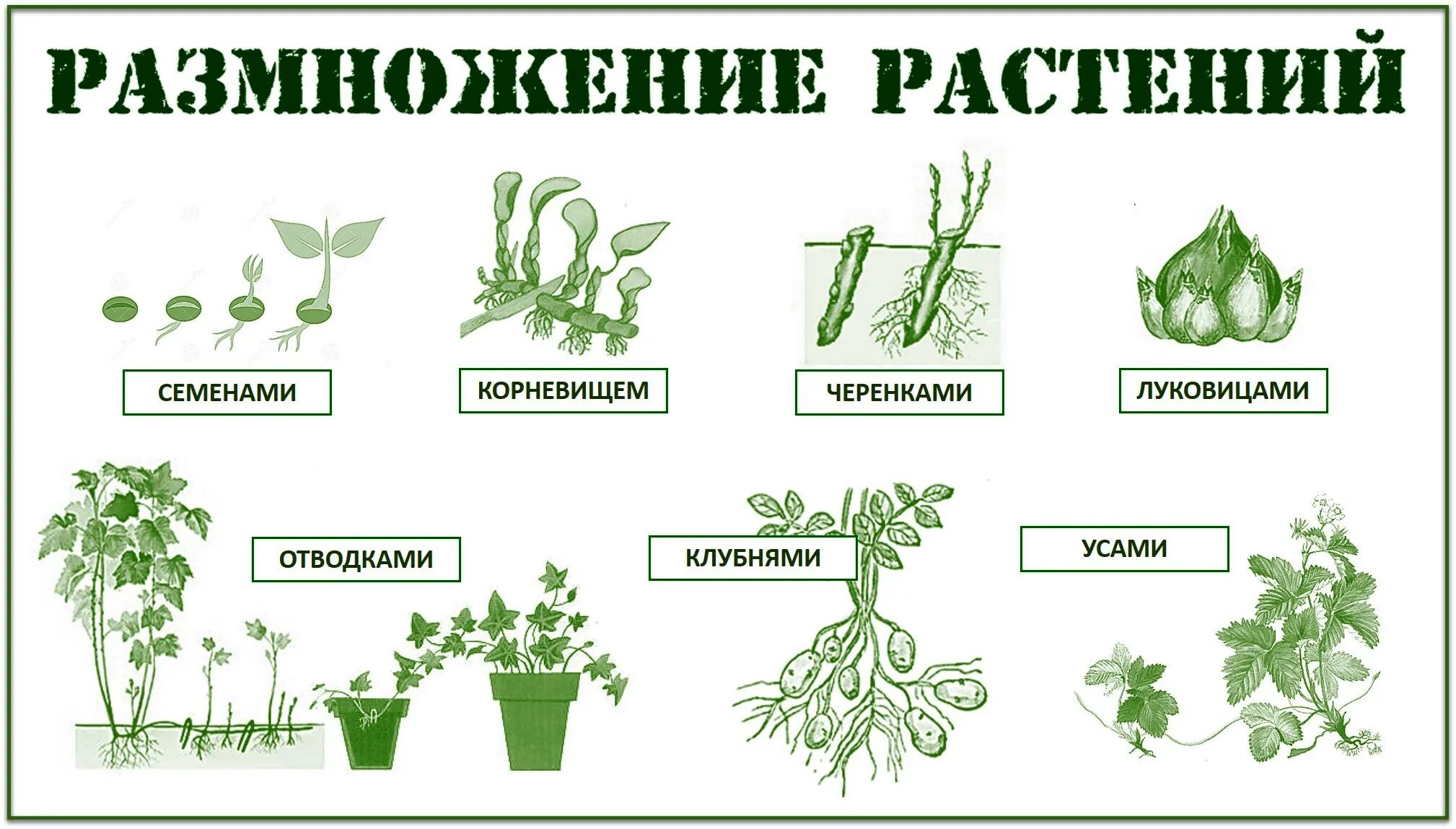 Размножение цветов фото Перевернутый класс Селезневой Елены: КАК ЖИВУТ РАСТЕНИЯ