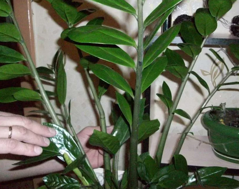 Nhân giống cây kim tiền bằng cành và lá zz plant zamioculcas zamiifo... Propagat