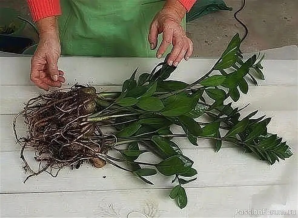 Размножение замиокулькаса в домашних условиях фото Как размножить замиокулькас Комнатные цветы, Растения, Садоводство