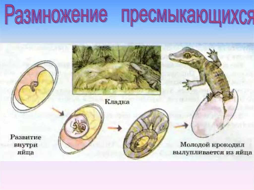 Размножение животных картинки Последовательность развития черепахи 59 фото - ZooClever.ru