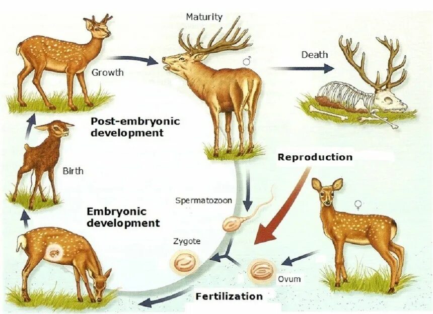 Размножение животных картинки 2. La reproducción en animales - Bilingual Natural Science. I.E.S. Elcano (Sanlú