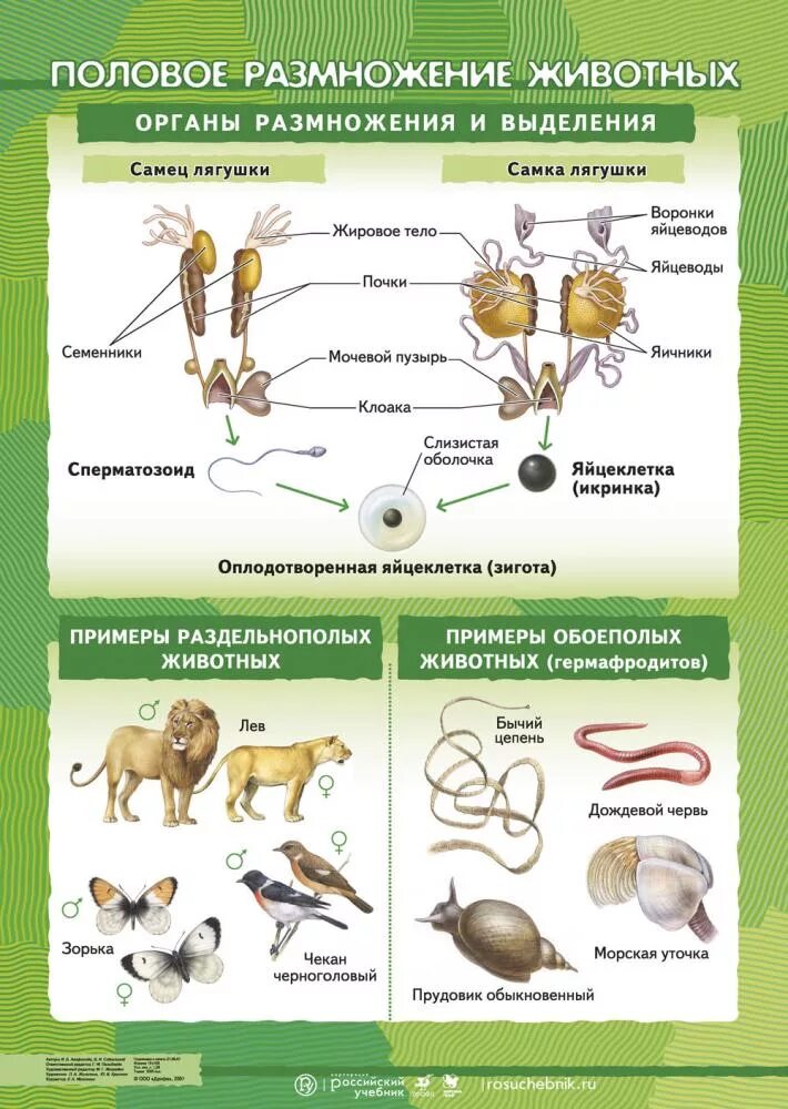 Размножение животных картинки Половое размножение животных - наглядное пособие - Корпорация Российский учебник